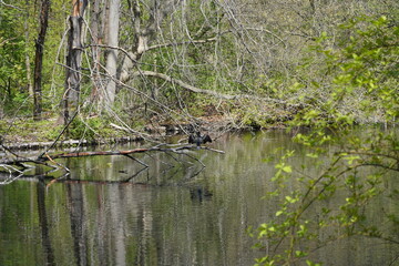Sonnige Wasserlandschaft mit Kormoran auf einem Baumstamm im Frühling im Großen Tiergarten in Berlin