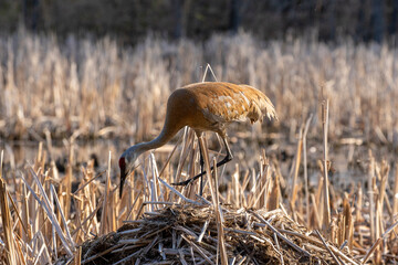 The sandhill crane (Antigone canadensis) near the nest Natural scene from Wisconsin during 