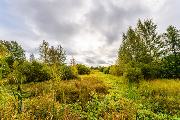 Obraz premium Wooded swampy terrain on a cloudy morning