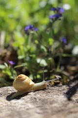 Nahaufnahme von Schnecke im Garten