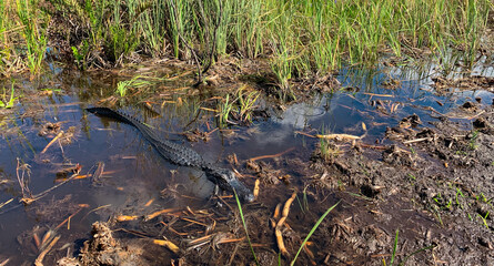 Naklejka na ściany i meble Everglades swamps alligator 