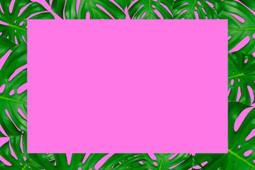 Frame of green monster leaves and a pink background. Top view and copy space.