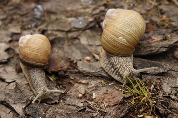 snails crawling up the trunk of a tree upside down