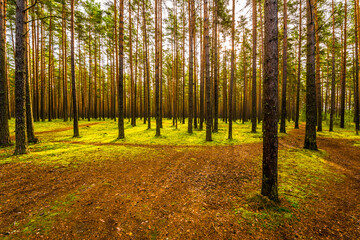 Fototapeta premium Sun shines between tree trunks in a pine forest