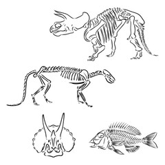 Fototapeta na wymiar Dinosaur Skull. Drawing Of T-Rex Skull dinosaur skeleton vector