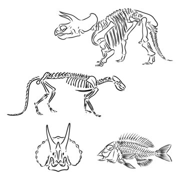 Dinosaur Skull. Drawing Of T-Rex Skull dinosaur skeleton vector