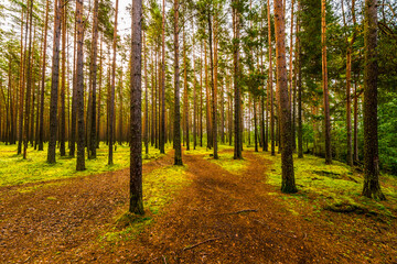 Obraz premium Sun shines between tree trunks in a pine forest