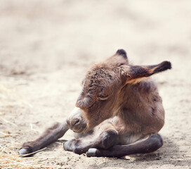 Fototapeta premium Young donkey mule