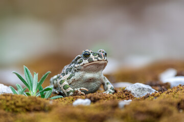 European green toad (Bufotes viridis) in nature