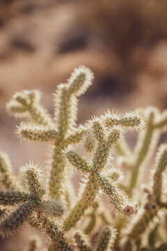 Closeup of a pencil cholla cactus (Cylindropuntia leptocaulis) in the Mojave Desert.