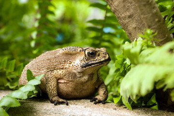 Toad