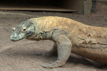 Komodowaran