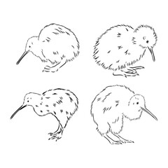 hand drawn, sketch, cartoon illustration of kiwi