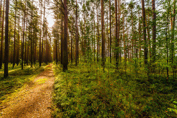 Road lit by the sun goes deep into the pine forest. View from the road