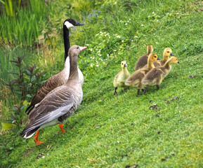Cute canadian geese, family with newborn baby goslings on a meadow