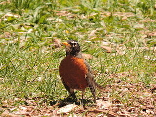 Robin in the Grass