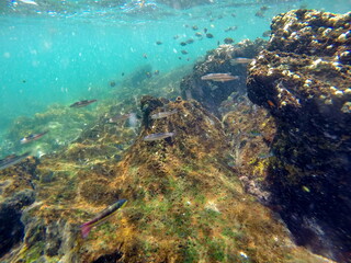 School of mixed fish at Punta Espinoza, Fernandina Island, Galapagos, Ecuador