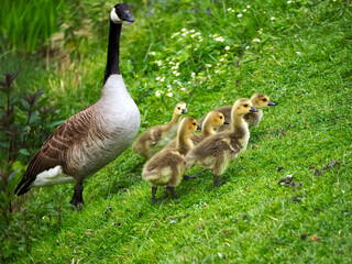 Cute canadian geese, family with newborn baby goslings on a meadow