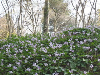 Obraz premium flowers