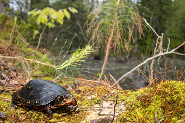 Spotted turtle - Clemmys guttata