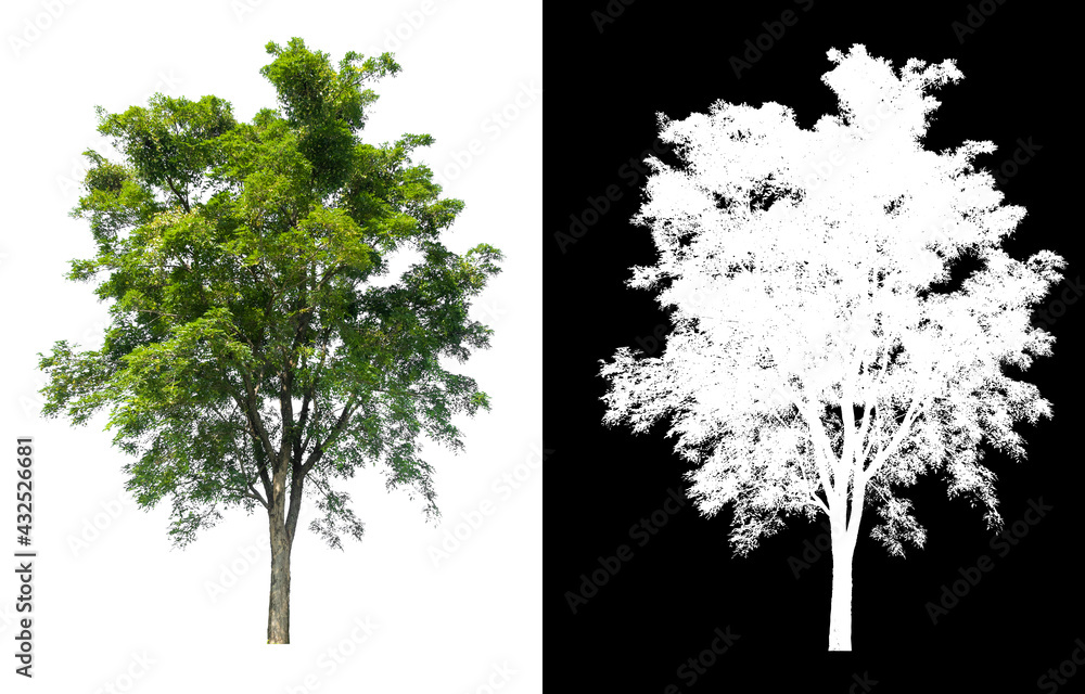 Poster isolated tree on white background with clipping path