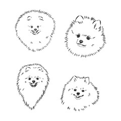 vector spitz dog sketch. spitz vector sketch