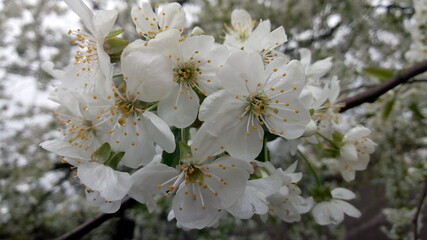 tree blossom