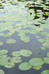 Nénuphars sur un étang en gros plan