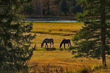Russia. South of Western Siberia, Mountain Altai. Domestic horses graze peacefully in the autumn...