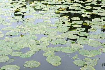 Nénuphars sur un étang en gros plan