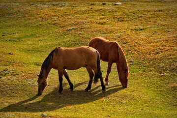 Russia. South of Western Siberia, Mountain Altai. Domestic horses graze peacefully in the autumn...