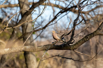The mourning dove (Zenaida macroura) also known as the American mourning dove, the rain dove, and colloquially as the turtle dove, and was once known as the Carolina pigeon and Carolina turtledove