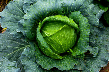 Obraz premium Close up of fresh cabbage growing in a vegetable field