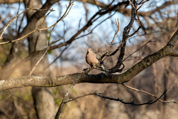 The mourning dove (Zenaida macroura) also known as the American mourning dove, the rain dove, and colloquially as the turtle dove, and was once known as the Carolina pigeon and Carolina turtledove