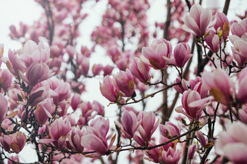 Magnolia blossom spring garden. beautiful flowers, spring background pink flowers. 