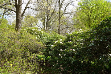 Fototapeta na wymiar Weiß blühender Rhododendron bei Sonnenschein im Großen Tiergarten in Berlin