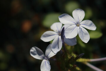 Fototapeta na wymiar Close Up von blauen Blumen 