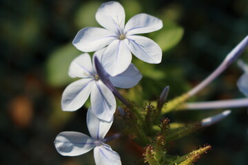 Close Up von blauen Blumen 
