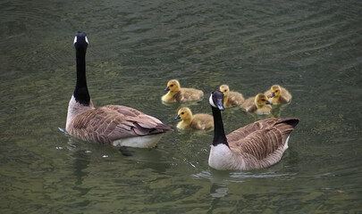 Cute canadian geese, family with newborn baby goslings swimming in the water