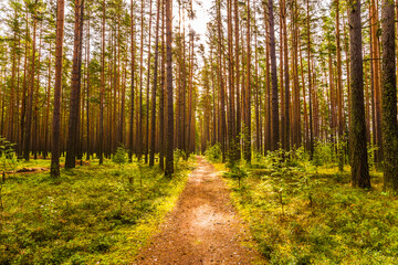 Road lit by the sun goes deep into the pine forest. View from the road