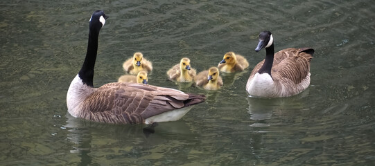 Cute canadian geese, family with newborn baby goslings swimming in the water