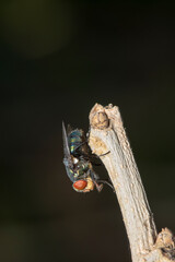 Picture Bluebottle Fly It is one of the large flies that are common in communities with various...