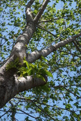 春の鮮やかな新緑の風景