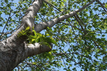 春の鮮やかな新緑の風景