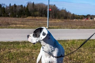 Close up view of mixed breed Boxer-Pointer dog on  walk. Sweden.