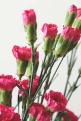 bouquet of bright pink carnation flowers
