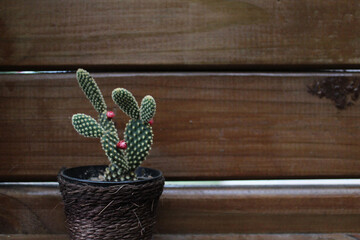 wooden background with cactus