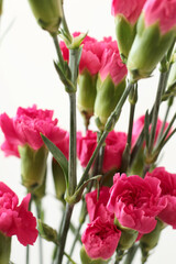 bouquet of bright pink carnation flowers