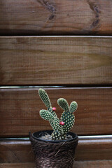wooden background with cactus