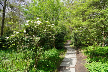 Weiß blühender Rhododendron bei Sonnenschein im Großen Tiergarten in Berlin
